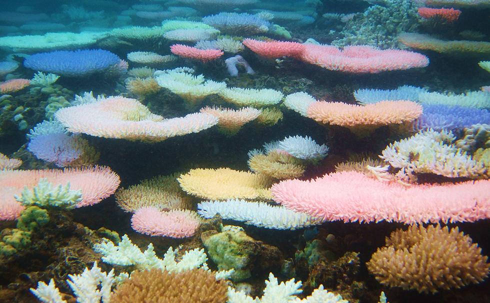 Mysterious Glowing Coral Reefs Are Fighting To Recover University of